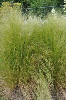 Nasselle très ténue Stipa tenuissima 5-10 Pot 9x9 cm (P9) Stipa tenuissima