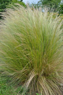 Nasselle très ténue Stipa tenuissima 5-10 Pot 9x9 cm (P9)