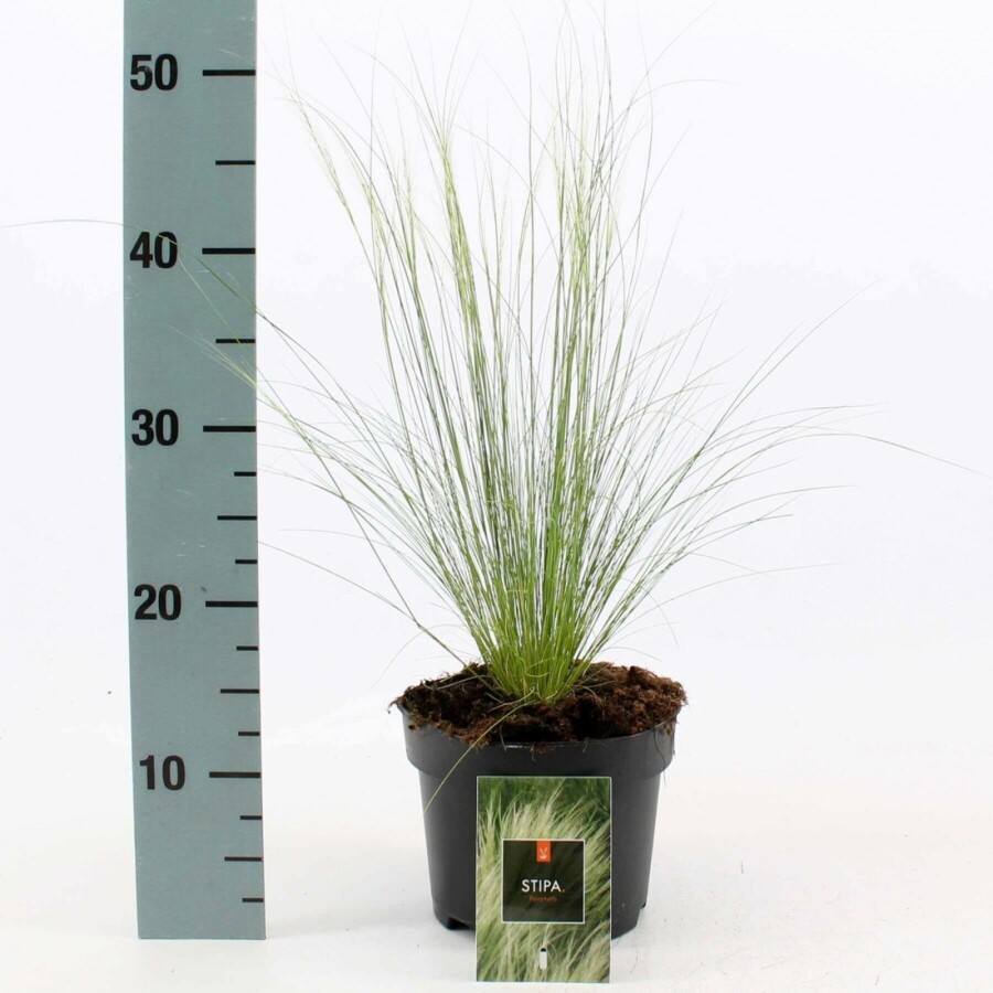 Nasselle très ténue Stipa tenuissima 'Ponytails' 10-15 Pot 2 l (C2) Stipa tenuissima 'Ponytails'