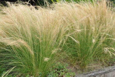 Nasselle très ténue Stipa tenuissima 'Ponytails' 10-15 Pot 2 l (C2) Stipa tenuissima 'Ponytails'