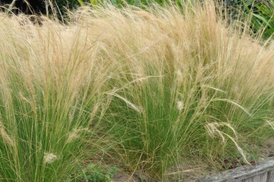 Nasselle très ténue Stipa tenuissima 'Ponytails' 10-15 Pot 2 l (C2) Stipa tenuissima 'Ponytails'