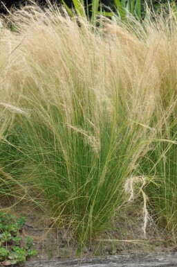 Stipa tenuissima 'Ponytails'