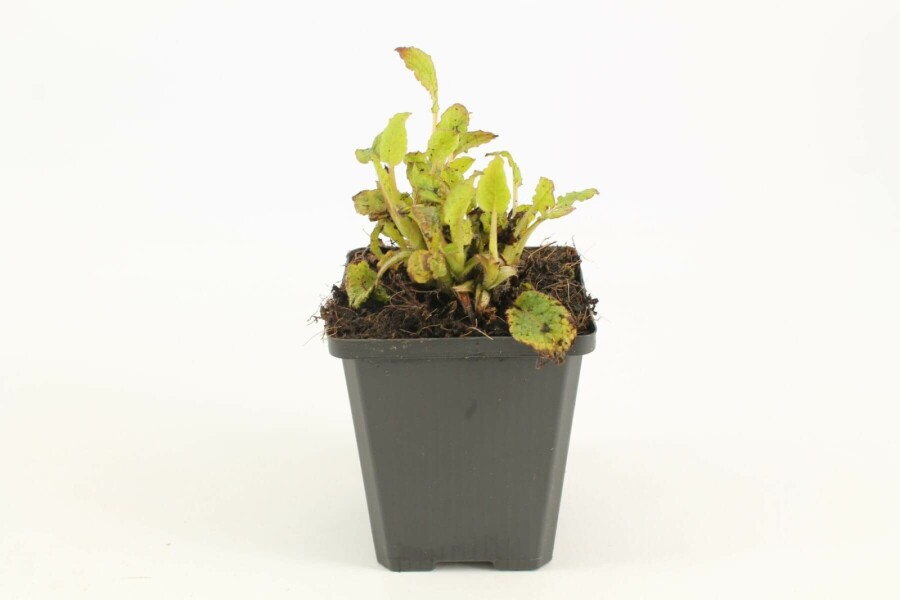 Consoude à grandes fleurs Symphytum grandiflorum 5-10 Pot 9x9 cm (P9) Symphytum grandiflorum