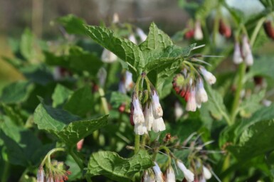 Consoude à grandes fleurs Symphytum grandiflorum 5-10 Pot 9x9 cm (P9)