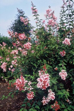 Lilas à petites feuilles Syringa microphylla 'Superba' Arbuste 40-50 Pot 3 l (C3)