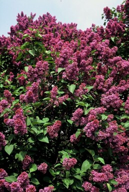 Lilas commun Syringa vulgaris 'Andenken an Ludwig Spath' Arbuste 80-100 Pot 12 l (C12)