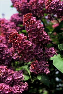 Lilas commun Syringa vulgaris 'Andenken an Ludwig Spath' Arbuste 80-100 Pot 12 l (C12)