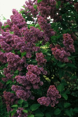 Lilas commun Syringa vulgaris 'Andenken an Ludwig Spath' Arbuste 80-100 Pot 12 l (C12)