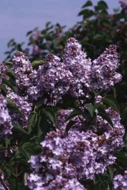 Lilas commun Syringa vulgaris 'Michel Buchner' Arbuste 80-100 Pot 12 l (C12)