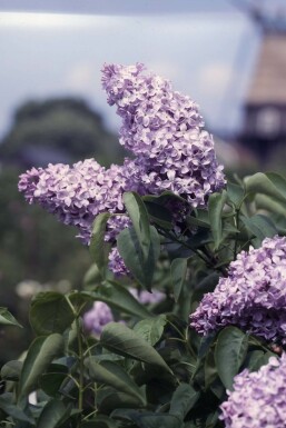 Lilas commun Syringa vulgaris 'Michel Buchner' Arbuste 80-100 Pot 12 l (C12)