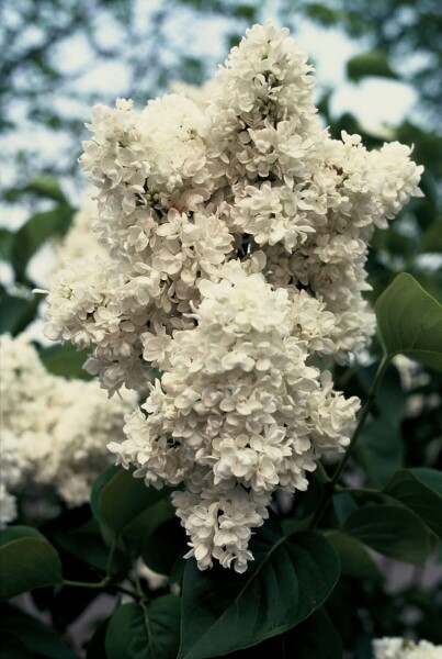 Syringa vulgaris 'Mme Lemoine'