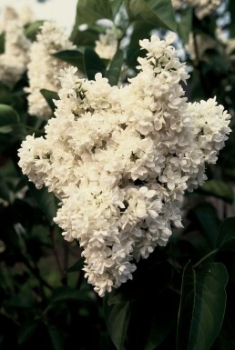 Lilas commun Syringa vulgaris 'Mme Lemoine' Arbuste 80-100 Pot 12 l (C12)