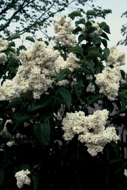 Syringa vulgaris 'Mme Lemoine' C12 80-100