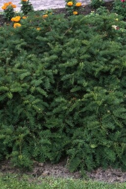 Taxus baccata 'Repandens' C2 20-30