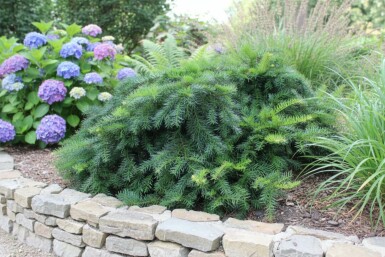 If à baies Taxus baccata 'Repandens' Arbuste 20-30 Pot 2 l (C2) Taxus baccata 'Repandens' arbuste 20-30 cm