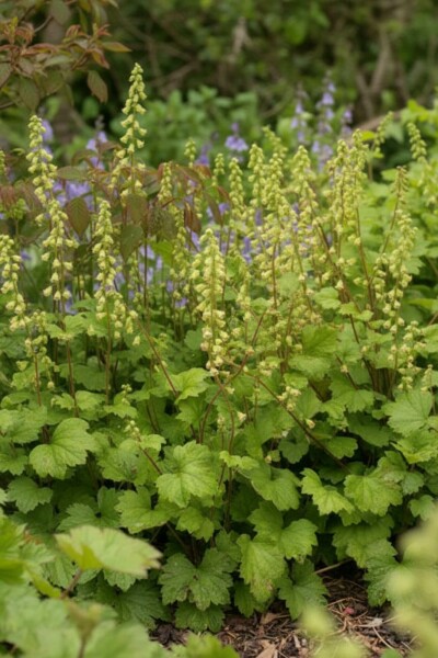 Tellima à grandes fleurs Tellima grandiflora 'Rubra' 5-10 Pot 9x9 cm (P9) Tellima grandiflora 'Rubra'