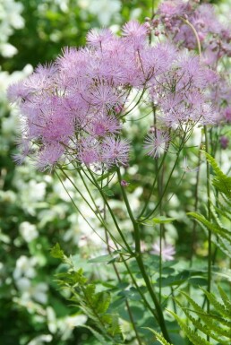 Thalictrum aquilegiifolium