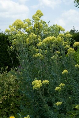 Pigamon Thalictrum flavum subsp. glaucum 5-10 Pot 9x9 cm (P9)