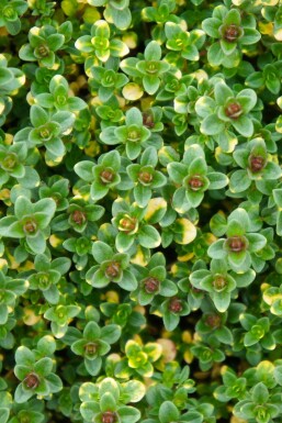 Thym Thymus 'Doone Valley' 5-10 Pot 9x9 cm (P9) Thymus 'Doone Valley'