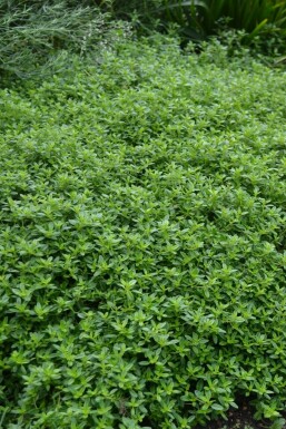 Thymus × citriodorus 'Aureus'