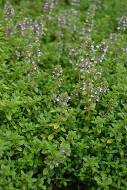Thym citron Thymus × citriodorus 'Bertram Anderson' 5-10 Pot 9x9 cm (P9) Thymus × citriodorus 'Bertram Anderson'
