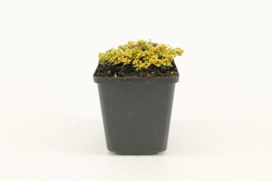 Thym citron Thymus × citriodorus 'Bertram Anderson' 5-10 Pot 9x9 cm (P9) Thymus × citriodorus 'Bertram Anderson'