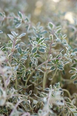 Thym citron Thymus × citriodorus 'Silver Queen' 5-10 Pot 9x9 cm (P9) Thymus × citriodorus 'Silver Queen'