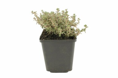 Thym citron Thymus × citriodorus 'Silver Queen' 5-10 Pot 9x9 cm (P9) Thymus × citriodorus 'Silver Queen'