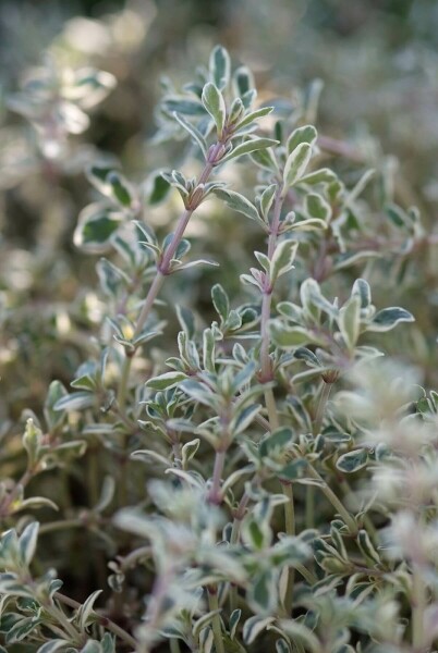 Thymus × citriodorus 'Silver Queen'