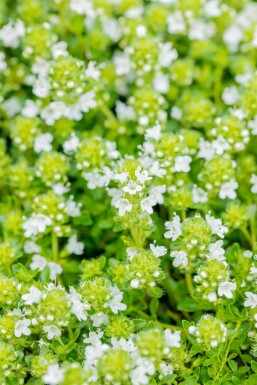 Thym précoce Thymus praecox 'Albiflorus' 5-10 Pot 9x9 cm (P9) Thymus praecox 'Albiflorus'