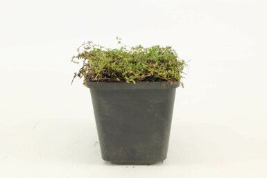 Thym précoce Thymus praecox 'Albiflorus' 5-10 Pot 9x9 cm (P9) Thymus praecox 'Albiflorus'