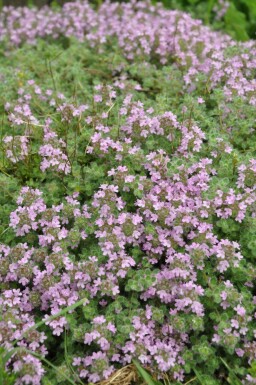 Thym précoce Thymus praecox 'Pseudolanuginosus' 5-10 Pot 9x9 cm (P9) Thymus praecox 'Pseudolanuginosus'