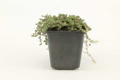 Thym précoce Thymus praecox 'Pseudolanuginosus' 5-10 Pot 9x9 cm (P9) Thymus praecox 'Pseudolanuginosus'