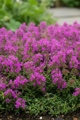 Thym précoce Thymus praecox 'Purple Beauty' 5-10 Pot 9x9 cm (P9) Thymus praecox 'Purple Beauty'