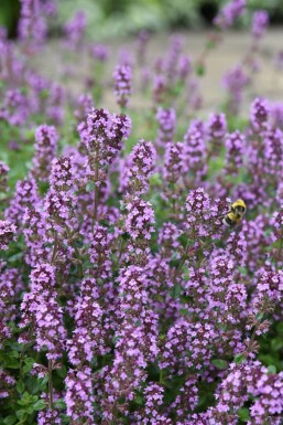 Thym serpolet Thymus serpyllum 5-10 Pot 9x9 cm (P9) Thymus serpyllum
