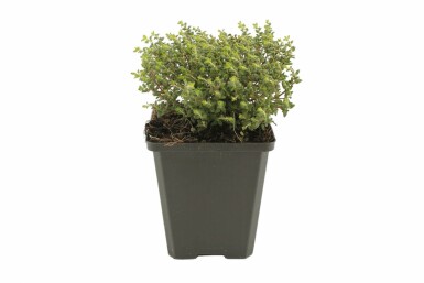 Thym commun Thymus vulgaris 'Compactus' 5-10 Pot 9x9 cm (P9) Thymus vulgaris 'Compactus'