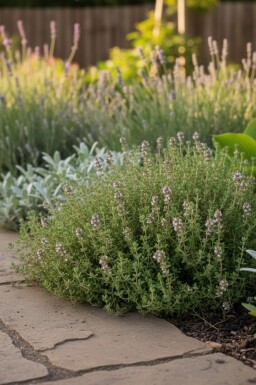 Thym commun Thymus vulgaris 'Compactus' 5-10 Pot 9x9 cm (P9) Thymus vulgaris 'Compactus'