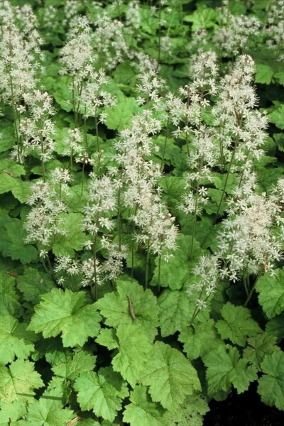 Tiarelle cordifoliée Tiarella cordifolia 5-10 Pot 9x9 cm (P9) Tiarella cordifolia
