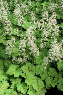 Tiarelle cordifoliée Tiarella cordifolia 5-10 Pot 9x9 cm (P9)