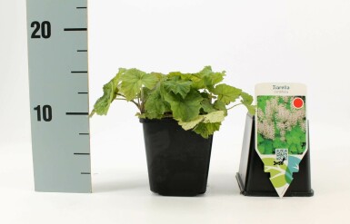 Tiarelle cordifoliée Tiarella cordifolia 5-10 Pot 9x9 cm (P9)