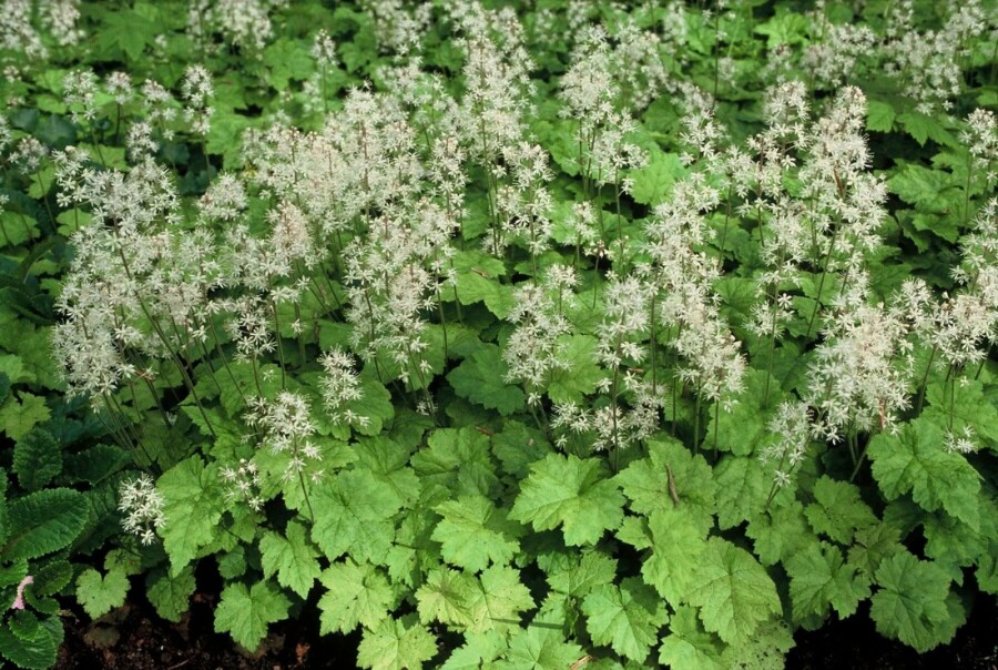 Tiarelle cordifoliée Tiarella cordifolia 5-10 Pot 9x9 cm (P9) Tiarella cordifolia