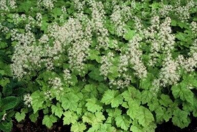 Tiarelle cordifoliée Tiarella cordifolia 5-10 Pot 9x9 cm (P9) Tiarella cordifolia