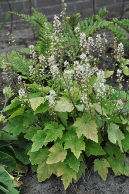 Tiarella Tiarella wherryi 5-10 Pot 9x9 cm (P9)