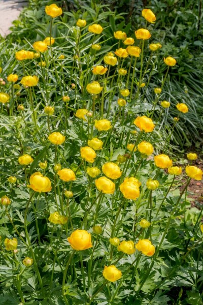 Trolle d'Europe Trollius europaeus 5-10 Pot 9x9 cm (P9) Trollius europaeus