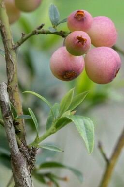 Airelle en corymbe Vaccinium corymbosum 'Pink Lemonade' Arbuste 30-40 Pot 2 l (C2)