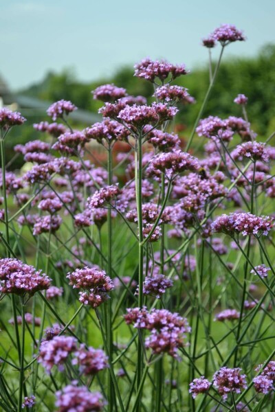 Verveine de Buenos Aires Verbena bonariensis 5-10 Pot 9x9 cm (P9) Verbena bonariensis