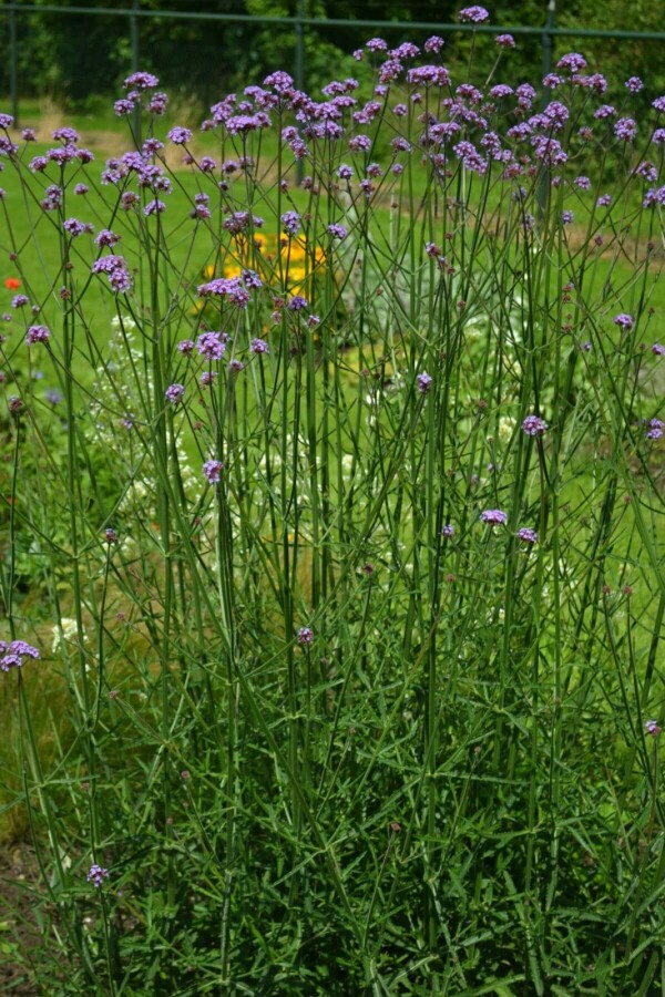 Verveine de Buenos Aires Verbena bonariensis 5-10 Pot 9x9 cm (P9) Verbena bonariensis