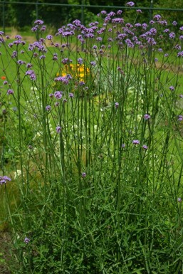 Verveine de Buenos Aires Verbena bonariensis 5-10 Pot 9x9 cm (P9) Verbena bonariensis