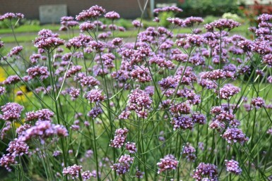 Verveine de Buenos Aires Verbena bonariensis 5-10 Pot 9x9 cm (P9)