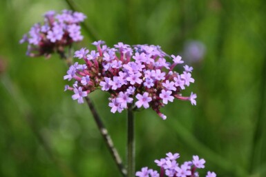 Verveine de Buenos Aires Verbena bonariensis 5-10 Pot 9x9 cm (P9) Verbena bonariensis